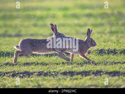 Verrückte Marschhasen. Zwei Braunhaien ( Lepus europaeus), die auf den Ackerfeldern von Suffolk beißen, jagen und werben. UK. Stockfoto