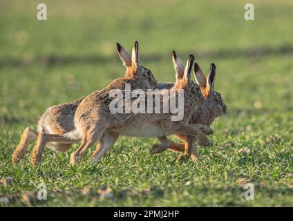 Verrückte Marschhasen. Drei Braunhaien ( Lepus europaeus), die auf den Ackerfeldern von Suffolk beißen, jagen und werben. UK. Stockfoto