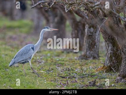 Ein grauer Reiher (Ardea cinerea), der durch einen alten Obstgarten mit Birnen schlängelt und etwas zu essen sucht. Suffolk, Großbritannien Stockfoto