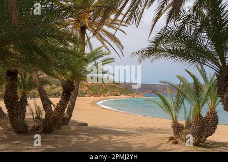 Palmenstrand von Vai mit kretischen (Phoenix theophrasti) Date Palms, Kreta, Griechenland Stockfoto