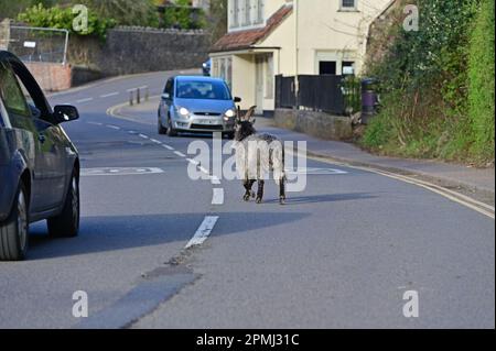 Cheddar, Großbritannien. 13. April 2023. An einem milden Abend in der Cheddar Gorge sehen Sie zwei Ziegen, die auf der Hauptstraße herumwandern und den Verkehr aufhalten. Bildnachweis: Robert Timoney/Alamy Live News Stockfoto