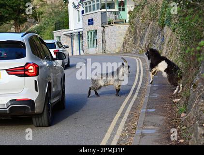 Cheddar, Großbritannien. 13. April 2023. An einem milden Abend in der Cheddar Gorge sehen Sie zwei Ziegen, die auf der Hauptstraße herumwandern und den Verkehr aufhalten. Bildnachweis: Robert Timoney/Alamy Live News Stockfoto