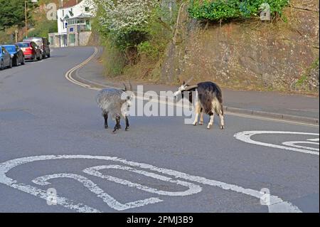 Cheddar, Großbritannien. 13. April 2023. An einem milden Abend in der Cheddar Gorge sehen Sie zwei Ziegen, die auf der Hauptstraße herumwandern und den Verkehr aufhalten. Bildnachweis: Robert Timoney/Alamy Live News Stockfoto