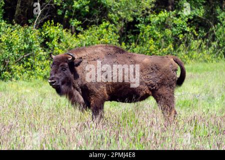 Europäische Bisons (Bison bonasus), Küstenheide, Holter Heide, Cuxhaven, Niedersachsen, Deutschland Stockfoto