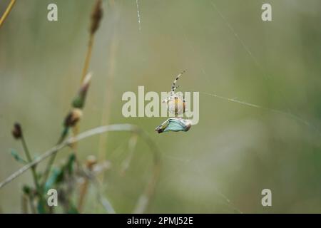 Die Spinne fängt und wickelt den Grashalter ins Netz, springt und wickelt Spinne fängt Grashüpfer im Netz und wickelt ihn ein. Stockfoto