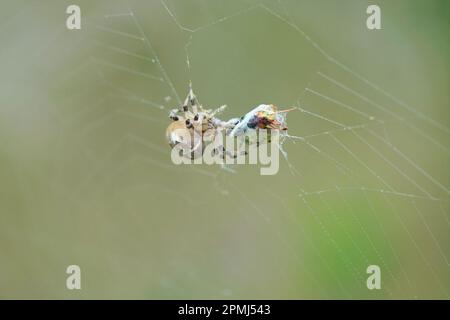 Die Spinne fängt und wickelt den Grashalter ins Netz, springt und wickelt Spinne fängt Grashüpfer im Netz und wickelt ihn ein. Stockfoto