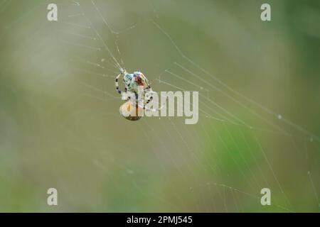 Die Spinne fängt und wickelt den Grashalter ins Netz, springt und wickelt Spinne fängt Grashüpfer im Netz und wickelt ihn ein. Stockfoto