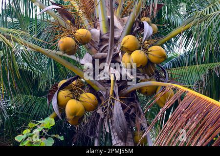 Kokosnüsse auf Kokospalme (Cocos nucifera), Lovina, Nordbali, Bali, Indonesien Stockfoto