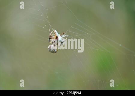 Die Spinne fängt und wickelt den Grashalter ins Netz, springt und wickelt Spinne fängt Grashüpfer im Netz und wickelt ihn ein. Stockfoto