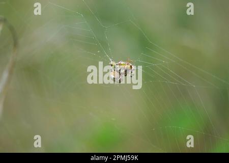 Die Spinne fängt und wickelt den Grashalter ins Netz, springt und wickelt Spinne fängt Grashüpfer im Netz und wickelt ihn ein. Stockfoto