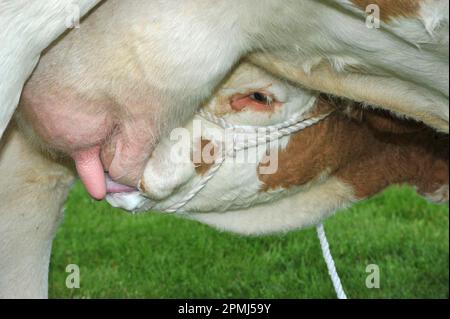 Hausrinder, Simmental Kalb, Saugen aus Euter, England, Vereinigtes Königreich Stockfoto