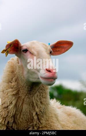 Hausschafe, Friesland Milchschafe, Nahaufnahme des Kopfes, England, Großbritannien Stockfoto