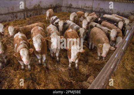 Hausrinder, Simmental Herd, im Strohhof, Yorkshire, England, Vereinigtes Königreich Stockfoto