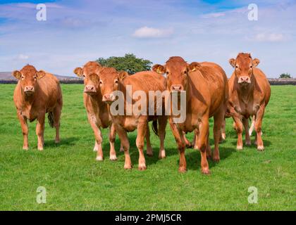 Hausrinder, Limousin-Färsen, Herde auf der Weide, Slaidburn, Wald von Bowland, Lancashire, England, Vereinigtes Königreich Stockfoto