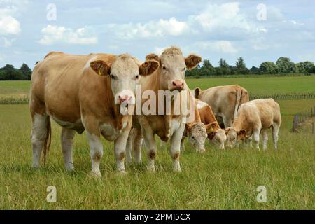 Hausrinder, Simmental Herd, auf Weide stehend, England, Vereinigtes Königreich Stockfoto