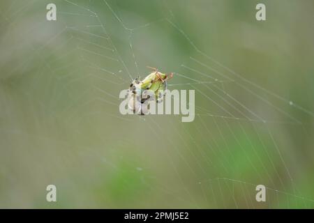 Die Spinne fängt und wickelt den Grashalter ins Netz, springt und wickelt Spinne fängt Grashüpfer im Netz und wickelt ihn ein. Stockfoto