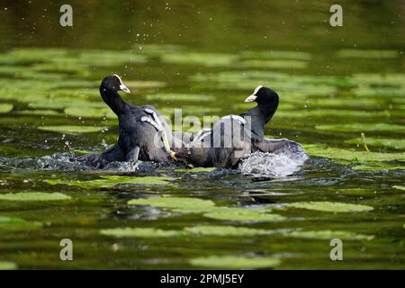 Bekämpfung eurasischer Muscheln (Fulica atra), De-Witt-See, Schutzgebiet Schwalm-Nette, Nettetal, NRW, Deutschland Stockfoto