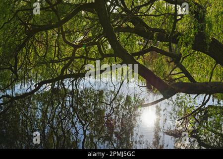 Weißweide (Salix alba), Schutzgebiet Schwalm-Nette, Nettetal, NRW, Deutschland Stockfoto