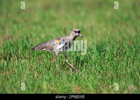 Südlicher Lapwing (Vanellus chilensis), Pantanal, Mato Grosso, Brasilien Stockfoto