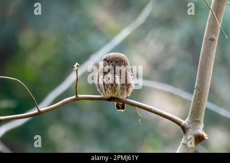 Asiatische Eulen (Glaucidium cuculoides) in Rongtong in Westbengalen, Indien Stockfoto