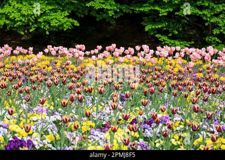 Deutschland, Baden-Württemberg, Mannheim, Luisenpark, blühende Tulpen Stockfoto