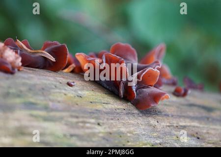 Gelbbraune Pilze auf einem großen Baum in Bayern. Braune gelbe Pilze ein großer Baum Baumpilz Stockfoto