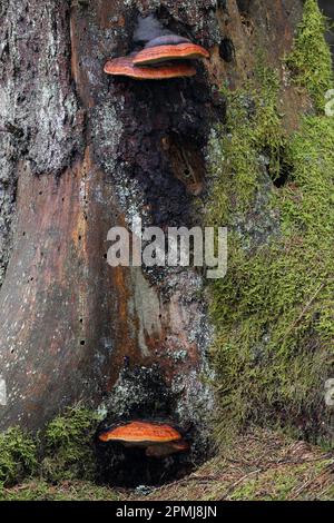 Rotrandiger Baumschwamm (Fomitopsis pinicola), Bannwald, Pfrunger-Burgweiler Ried, Baden-Württemberg, Deutschland Stockfoto