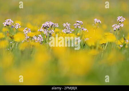 Wiesenschaumkraut (Cardamine pratensis), Baden-Württemberg, Deutschland Stockfoto