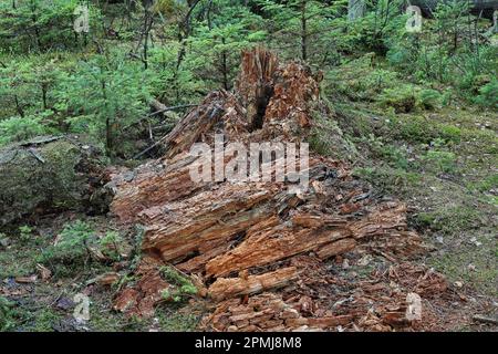 Holzverfall, geschützter Wald, Pfrunger-Burgweiler Ried, Deutschland Stockfoto