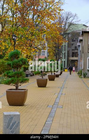 Herbststadt, grüne Gasse, Bonsai, in Töpfen mitten auf der Straße gepflanzt Stockfoto