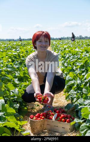 Bauernfrau, die reife Erdbeeren auf dem Feld erntet. Erdbeer-Bio-Grünfeld Stockfoto