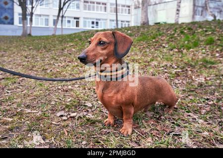 Ein Hund für einen Spaziergang. Miniatur-Dackel an der Leine, Nahaufnahme Stockfoto