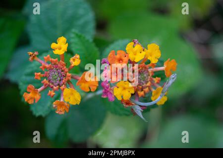Nahaufnahme einer lantana Camara Stockfoto