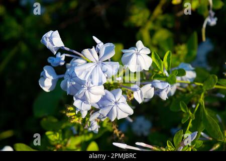 Nahaufnahme eines blauen Jasmins Stockfoto