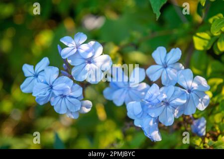 Nahaufnahme eines blauen Jasmins Stockfoto