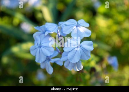 Nahaufnahme eines blauen Jasmins Stockfoto