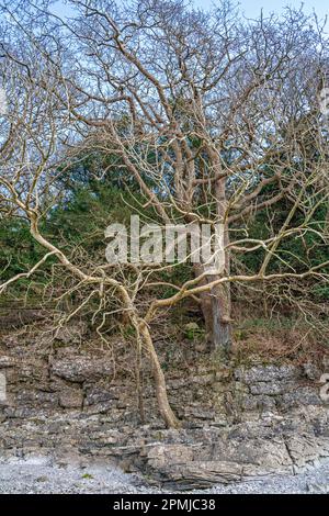 Flusses Kent, Arnside, Cumbria, UK Stockfoto
