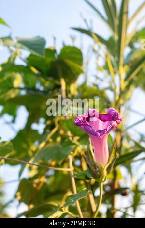 Violette Blume einer Ipomoea Stockfoto