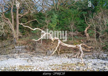 Flusses Kent, Arnside, Cumbria, UK Stockfoto
