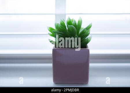 Grüner Kaktus in kleinen Töpfen, auf dem Tisch neben dem Fenster im Büro platziert Stockfoto