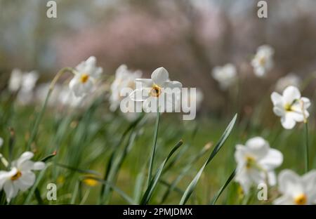 Spätblüten Narzissen Narcissus poeticus, auch als Poet's Narziss oder Pheasant's Eye bekannt, wächst im Gras bei RHS Wisley, Surrey, Großbritannien Stockfoto