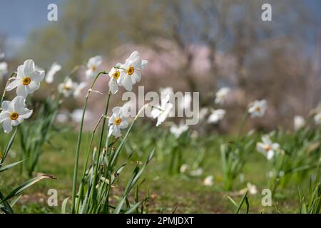 Spätblüten Narzissen Narcissus poeticus, auch als Poet's Narziss oder Pheasant's Eye bekannt, wächst im Gras bei RHS Wisley, Surrey, Großbritannien Stockfoto