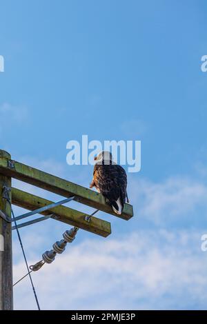 Der Weißkopfadler hockte auf einem Pol am Steveston Waterfront in British Columbia, Kanada Stockfoto