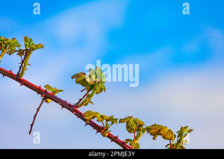 Neues Wachstum auf einem Bromble-Zweig entlang der Steveston Waterfront im Frühling British Columbia Kanada Stockfoto