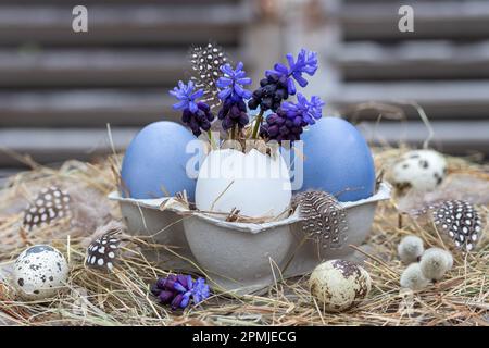 osterdekoration mit Traubenhyazinthen in Eiern und blau bemalten Eiern Stockfoto