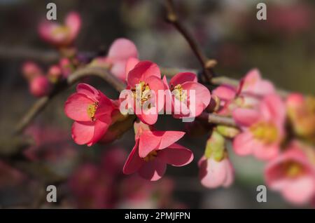 Nahaufnahme der Blüten des blühenden Strauchs Chaenomeles speciosa, auch bekannt als blühende Quitte, Chinesische Quitte oder japanische Quitte in Stromovka, P. Stockfoto