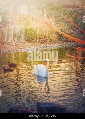 Weißer Schwan und wilde Enten treiben auf dem See im Park in den warmen Sonnenuntergangsstrahlen Stockfoto