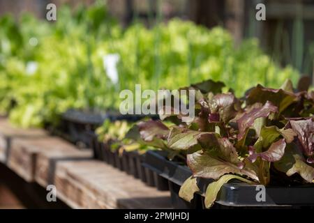 Salatkeimlinge mit Lockenblättern wachsen in einem Gewächshaus im RHS Wisley Garden, Surrey UK. Stockfoto