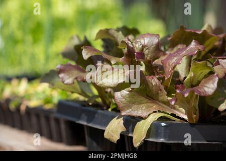 Salatkeimlinge mit Lockenblättern wachsen in einem Gewächshaus im RHS Wisley Garden, Surrey UK. Stockfoto