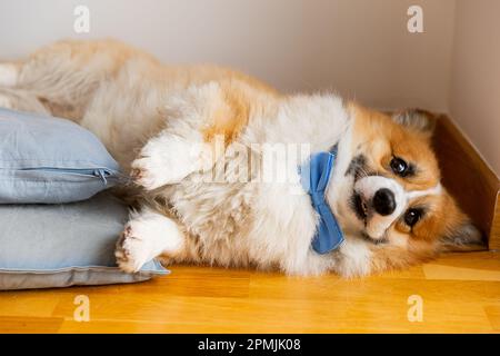 Lustiges Foto, süßer Corgi-Hund mit Fliege am Hals, auf dem Boden liegend Stockfoto